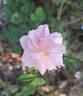 Marie Pavié rose photo