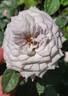 Winter Magic ™ rose photo
