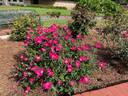 Betty Vickers rose photo