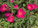 Betty Vickers rose photo