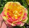 Pop Art rose photo