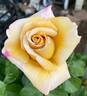 Honey Dijon ™ rose photo