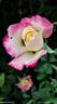 Double Delight rose photo