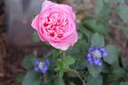 Carey rose photo