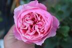 Carey rose photo