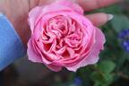 Carey rose photo