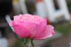 Carey rose photo