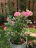 Boscobel rose photo