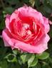 Posh Life rose photo