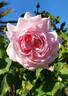 Augustine Guinoisseau rose photo