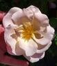 Fire Opal Kolorscape ™ rose photo