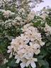 R. banksiae normalis rose photo