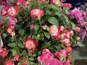 Fire rose photo