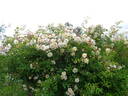 Lykkefund rose photo