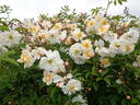 Lykkefund rose photo