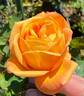 Strike It Rich ™ rose photo
