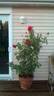 Mirandy rose photo