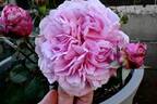 Bishop's Castle rose photo