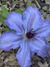 The First Lady clematis photo