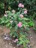 Eeuwige Passie rose photo