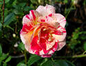 Camille Pissarro ™ rose photo