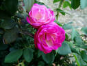 Cancan ™ rose photo