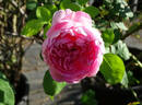 Charles Rennie Mackintosh rose photo