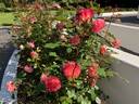 Coral Towers rose photo