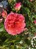 Coral Towers rose photo