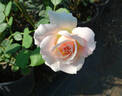 Chou Chou rose photo