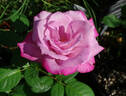 Cloudland rose photo