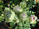 Coffret rose photo