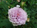 Coffret rose photo