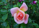 Compassion rose photo