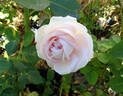 Constanze Mozart rose photo