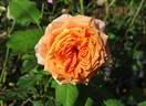 Crazy Love rose photo