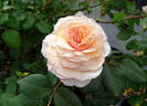 Cressida rose photo