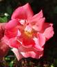 Fire Opal Kolorscape ™ rose photo