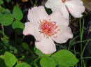 Dainty Bess rose photo