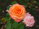 Dawn Chorus rose photo