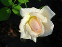 Diamond Jubilee rose photo