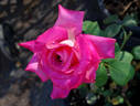 Distant Sounds rose photo