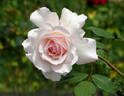 Dove rose photo
