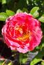 Posh Life rose photo