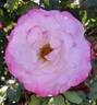 Fragrant Lace ™ rose photo
