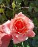 Apricot Candy ™ rose photo