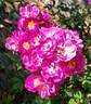 Baby Faurax rose photo