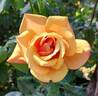 Belle Époque rose photo