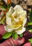 1-72-1Hugonis flore plena rose photo