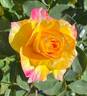SOS Children's Rose rose photo